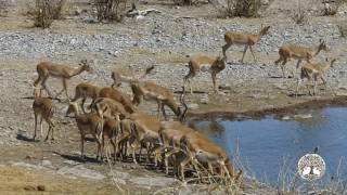 Grandes Documentales HD  🐘 África extrema Etosha El gran lugar blanco 🐘 [upl. by Laon]