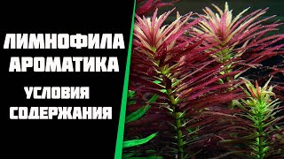 Лимнофила ароматика Limnophila aromatica условия содержания в моем аквариуме [upl. by Aseefan]