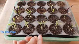 How to grow brinjal from seeds with update Brinjal from seeds at home [upl. by Minnaminnie]