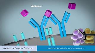 Targeting BCell Receptor Signaling for Anticancer Therapy [upl. by Gemina]