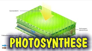 Photosynthese grüne Pflanzen mit Hilfe der Sonnenenergie ANIMATION ZU LERNEN [upl. by Maudie]