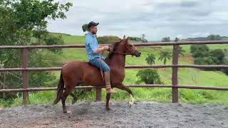 Único Da Terra Brava Comandante Elfar x Meiga DBG gumercindoalima cavalos [upl. by Ketti]