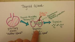 Thyroid Gland Function [upl. by Nigen]