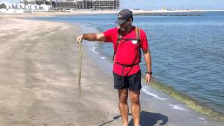 MARINE LIFE OF OMAN  Stranded beaked sea snake Enhydrina schistosa [upl. by Zehe]