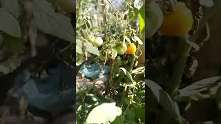 st tomato agrosp garden agroetop nature agroficanha farming agrotop gardening [upl. by Nodnarb]