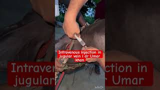 Intravenous injection in jugular vein l dr Umar khan [upl. by Yelhak763]