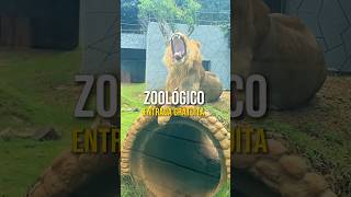 ZOOLÓGICO COM ENTRADA GRATUITA 🐆🎫🆓 [upl. by Ikir]