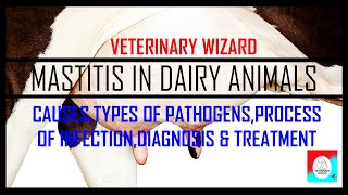 Bovine mastitis II How to Identify mastitis II Acute and Clinical Mastitis II Treatment [upl. by Nahtanod]