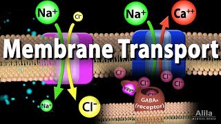 The Membrane Potential Ionic Basis of the Resting Membrane Potential [upl. by Nappy848]