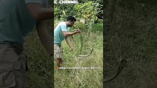 PANJI PETUALANG HADAPI KING COBRA PENGHUNI SUMUR [upl. by Dobrinsky516]