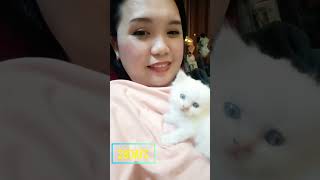 Kitten growing up kitten cat fypシ゚viral catlover persiancat kitty cute highlights pets [upl. by Angelika]