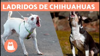 LADRIDOS de PERROS CHIHUAHUAS 🐶🔊 Enojados Felices y Llorando [upl. by Germayne]