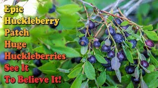 How To Identify Huckleberries And Huckleberry Bushes  Best Huckleberry Patch  HUGE HUCKLEBERRIES [upl. by Marduk]