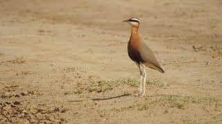 Indian courser rajasthan India Cursorius coromandelicus [upl. by Llednik]