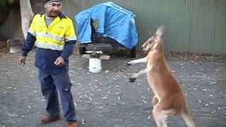 kangaroo boxing [upl. by Karina]