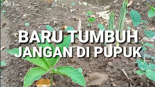 WAKTU YANG TEPAT UNTUK MELAKUKAN PEMUPUKAN TANAMAN PORANG [upl. by Allimaj225]