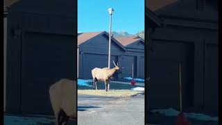 Reindeers Take Over Neighborhood yisysnook christmas2024 reindeers elk christmas2024iscoming [upl. by Camilia402]