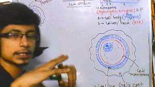 Developmental biology part 4  sea urchin fertilization [upl. by Highams]