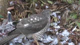 Collared Sparrowhawk eats Crested Pigeon [upl. by Salas500]