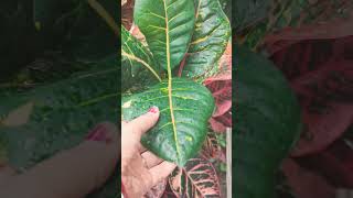 Healthy crotons nature gardening youtubeshorts plants crotonplantcare [upl. by Huang857]