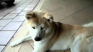 Filhotes de Akita Inu com 45 Dias [upl. by Nnylear]