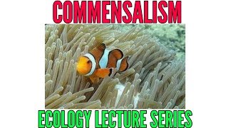 Commensalism and its examples  Ecology lecture series [upl. by Anitnas143]