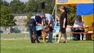 Cappo Von Babylon  Individual Round  Germany Nürnberg German Shepherd Dog Show 2024 [upl. by Yetta]