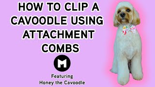 How to clip a cavoodle using snap on attachment combs [upl. by Talich240]