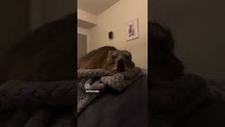 hyrax Sad day 42  funnyimages funny cute funny [upl. by Anidam601]