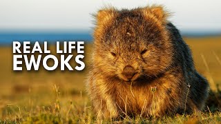 Wombats Look Like Real Life Ewoks [upl. by Natsreik]