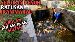 Temukan Ratusan Ikan Hias Mahal Jebolan Tampungan Tumpah Ke Selokan [upl. by Etnomaj]