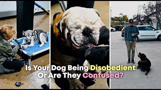 DogVlog 174  Is Your Dog Being Disobedient or Are They Confused [upl. by Jasun]