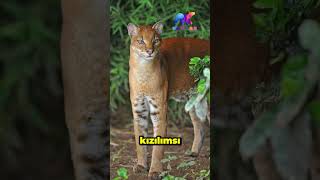 Afrika Altın Kedisi Caracal Aurata animals [upl. by Izaak]