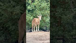 Ibex Female Goat ibex ibexfemale ibexbeauty ibexgoat ibexhunting aliwildencounters [upl. by Yablon227]