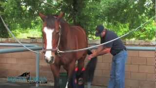 Grooming Horses the Correct Way [upl. by Parrish]