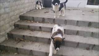 Tornjak puppies 2 months old MIX [upl. by Clevie]