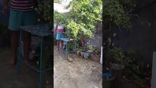 Parijat pushap trending viralvideo youtubeshorts [upl. by Dysart60]