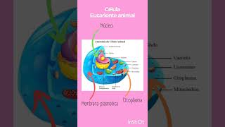 Aprenda Célula Eucarionte Animal em 1min biomedicina enem2024 shorts [upl. by Aloek]