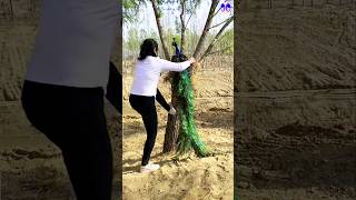 Peafowl bird nest 🦚 peacock birds bollywood newsong tseries [upl. by Scrivings]