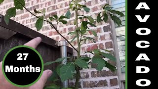 Avocado Tree Grown From Seed 27 Month Update [upl. by Ancalin]