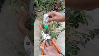 Before Winter Rose Plant Care Tips [upl. by Warfeld760]