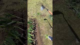 Green onion planting viralshort viralvideo weeding [upl. by Ignace]