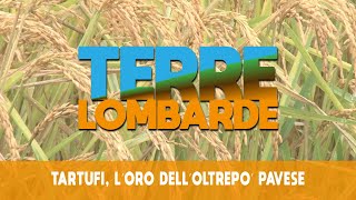 Terre Lombarde  Tartufi loro dell’Oltrepò Pavese [upl. by Jeromy242]