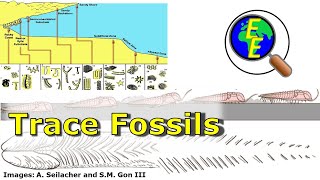 Trace Fossils Ichnofacies and Bioturbation [upl. by Rosenfeld]