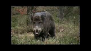 Boris the Wild Boar Veluwe [upl. by Niamert]