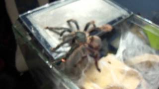 Avicularia braunshauseni female [upl. by Maroney678]