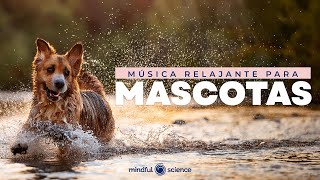 🎧 30 Minutos de Música Relajante para MASCOTAS  Calma y Bienestar  Mindful Pets 💙 [upl. by Anum711]