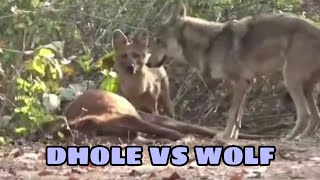 DHOLE VS WOLF  Indian Wild Dog And Indian Wolf Interaction [upl. by Angelia]