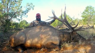 Colorado Unit 61  Trophy Elk Hunt [upl. by Prosser]