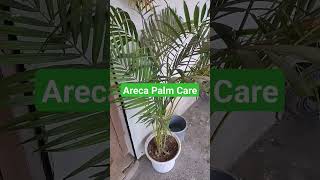 Areca Palm Care Tips arecapalm plantscare plants gardeningtips plantscaretips [upl. by Jerrylee]